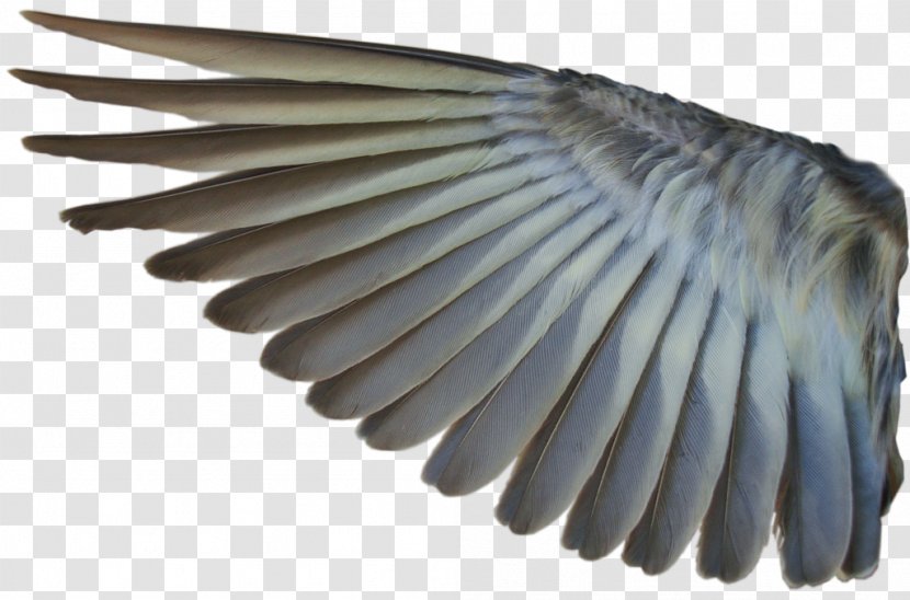 Bird Mallard Wing Photography Desktop Wallpaper - Wings Transparent PNG