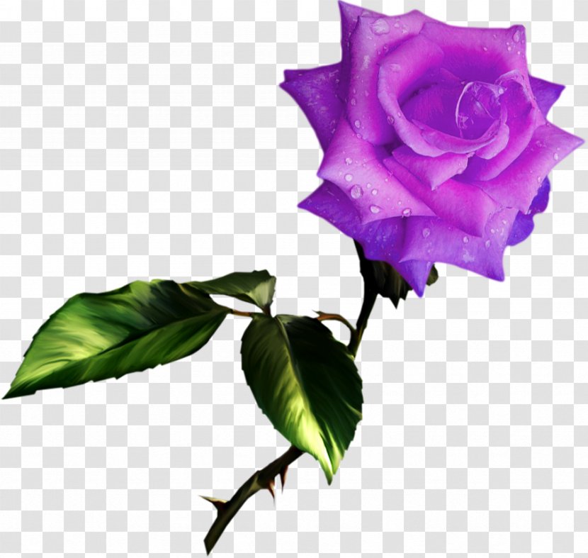 Best Roses Clip Art - Plant Stem - Rose Transparent PNG