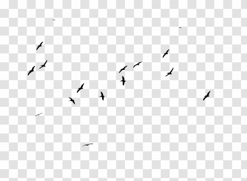 Bird Migration Animal Flock Monochrome Photography - Flying Transparent PNG