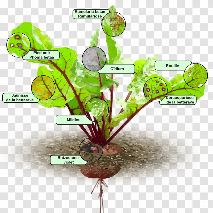 Chard Ravioli Salade Food Root - Tree - Rave Transparent PNG