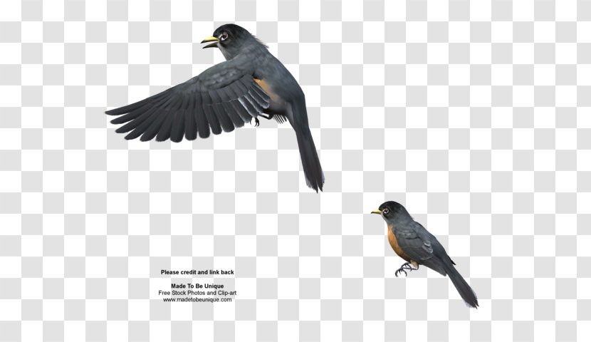 Bird European Robin - Cuculiformes Transparent PNG