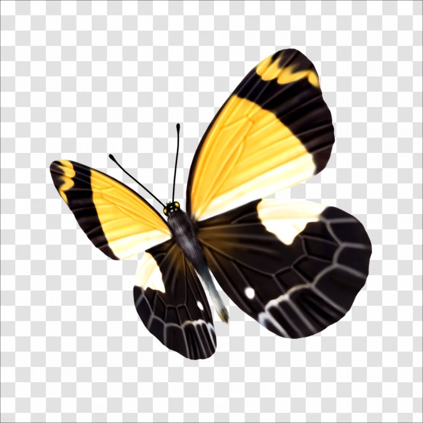 Butterfly Icon - Pollinator Transparent PNG