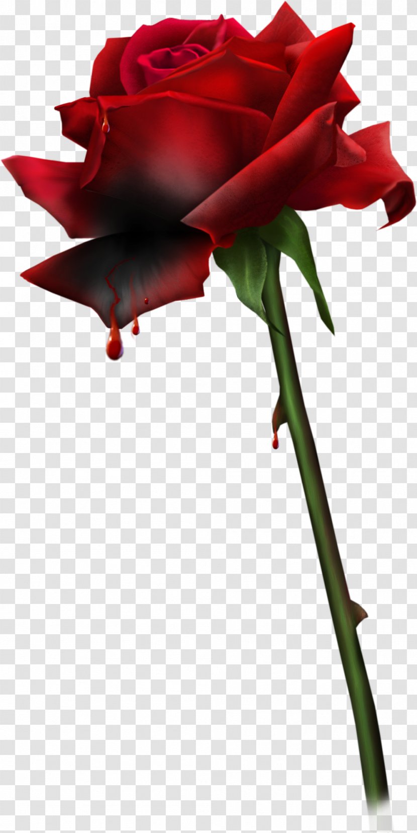 Love Desktop Wallpaper Animation - Flower - Red Roses Transparent PNG