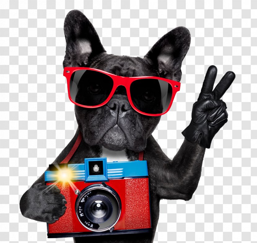 French Bulldog Pug American Boxer - Terrier - Dog Pictures Transparent PNG