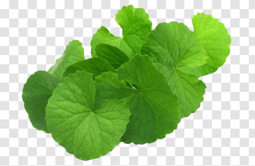 Centella Asiatica Mackinlayoideae Dietary Supplement Medicinal Plants - Pennywort - Plant Transparent PNG