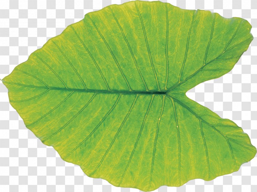 Leaf Green Plant Pathology Transparent PNG