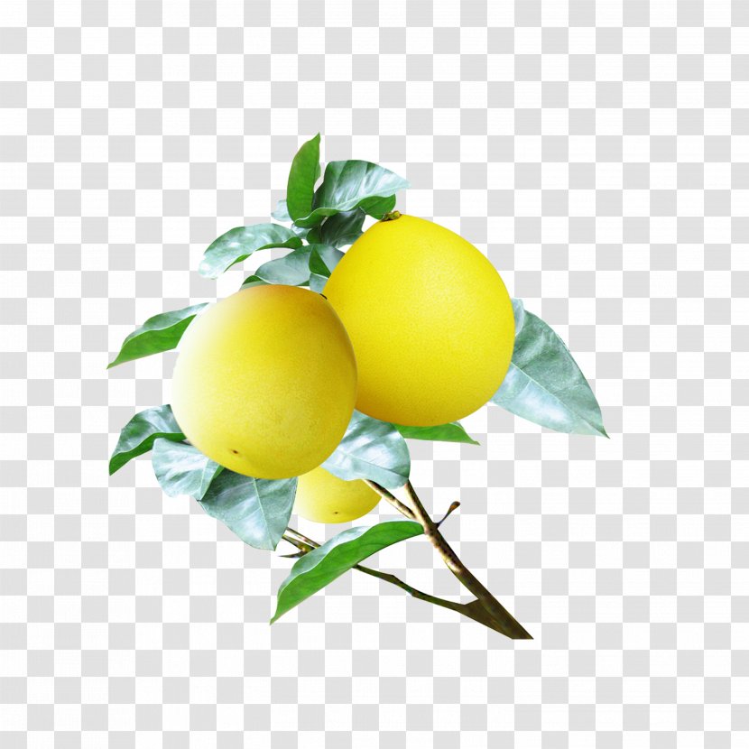 Pomelo Grapefruit Food Lemon - Yuzu Transparent PNG