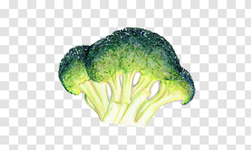 Broccoli Leaf Vegetable Food Illustration - Hand-painted Transparent PNG