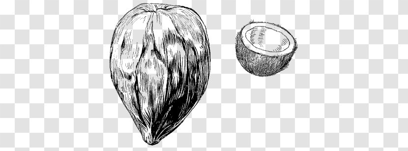 Coconut Drawing Clip Art - Royaltyfree Transparent PNG