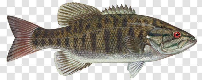 Smallmouth Bass Largemouth Fishing - Large Mouth Transparent PNG