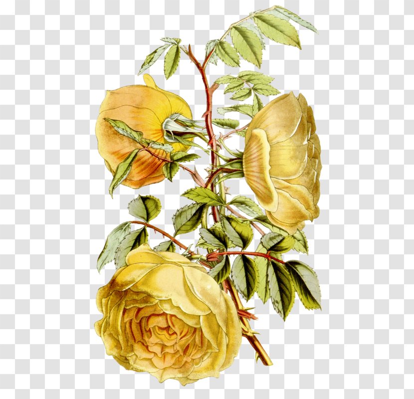 Garden Roses Botanical Illustration Floral Design - Flower Transparent PNG