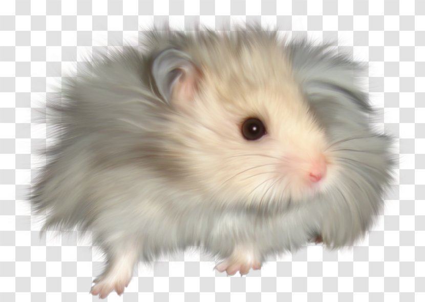 Gerbil Hamster Tooth Fairy House Mouse Muis - Long-haired Little Transparent PNG