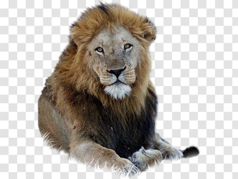 East African Lion Lionhead Rabbit - Big Cats - Running Transparent PNG