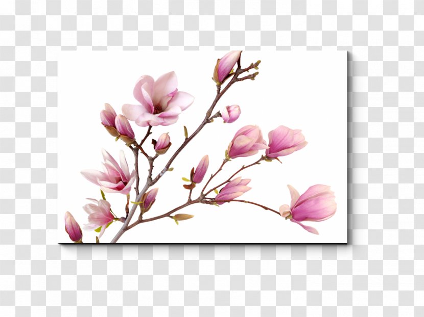 Magnolia Desktop Wallpaper Flower Image Stock Photography - Branch Transparent PNG