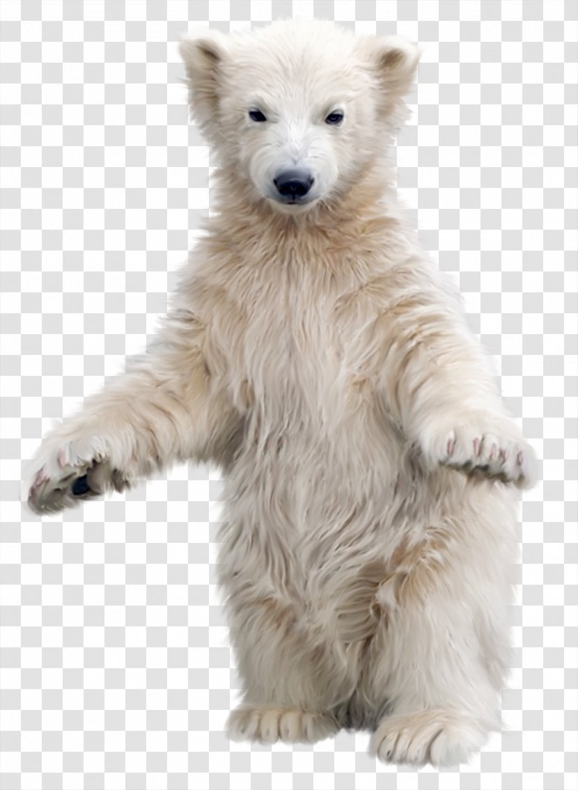 Polar Bear Brown Clip Art - Digital Image Transparent PNG