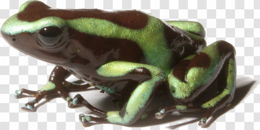 Green And Black Poison Dart Frog Dyeing Yellow-banded Rockstone - True Transparent PNG