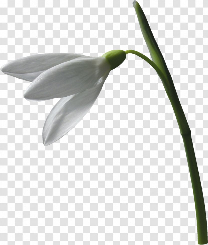 Snowdrop Flower Plant Leucojum Vernum Clip Art - Primrose Transparent PNG