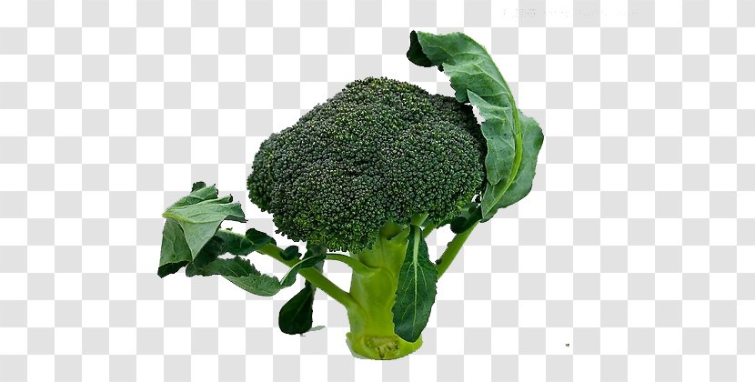 Broccoli Sprouts Leaf Vegetable - Plant - Leafy Transparent PNG