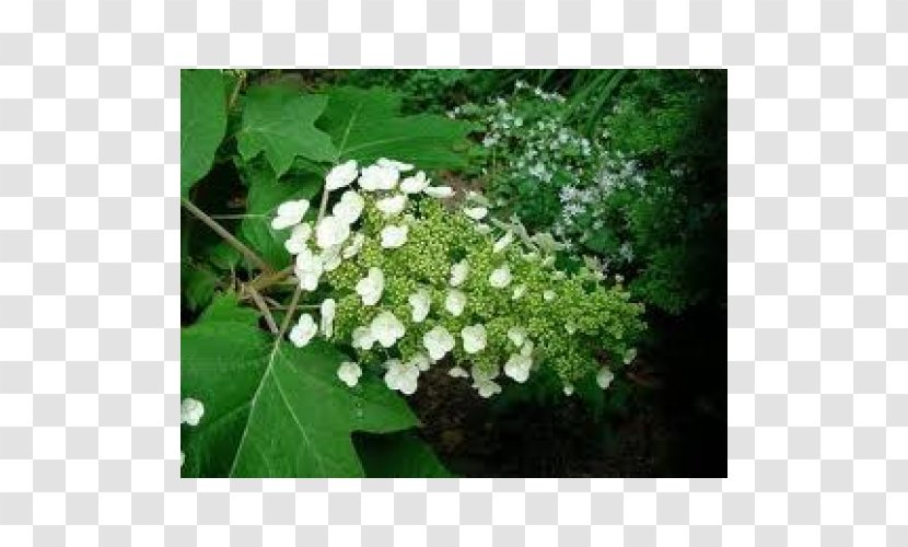 Oakleaf Hydrangea Panicled French Serrata Arborescens - Deutzia Transparent PNG