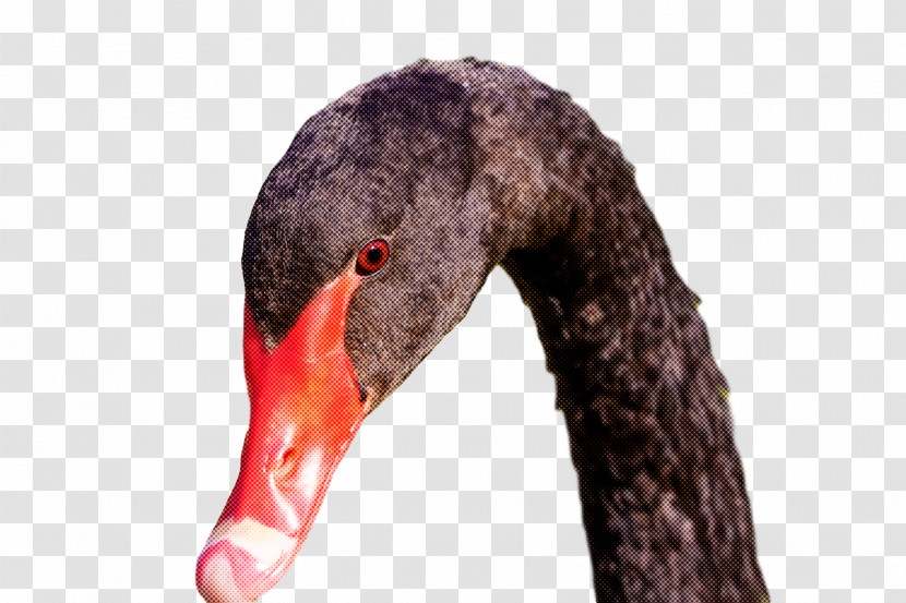 Birds Black Swan Mute Swan Beak Water Bird Transparent PNG