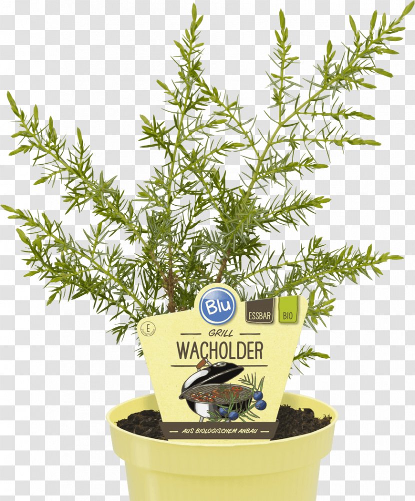 Common Juniper Herb Grilling Berry Mint - Spice Transparent PNG