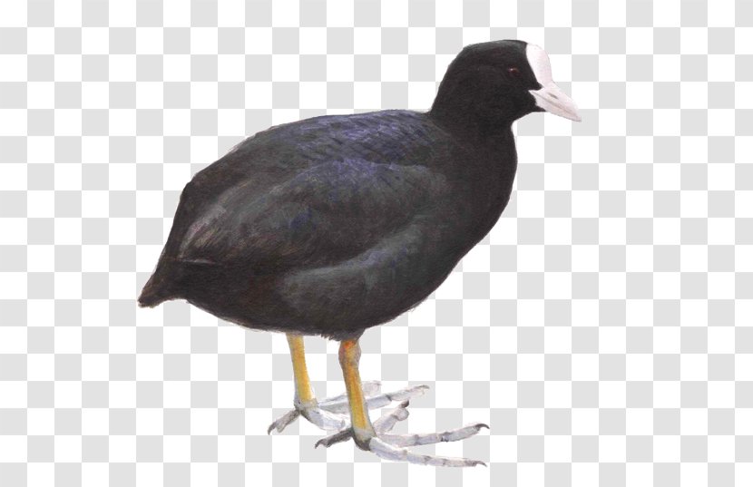 Meerkoet Bird Eurasian Coot Book Alle Vogels - Rallidae - Watcher Transparent PNG