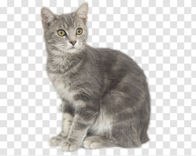 Tabby Cat European Shorthair Manx American Nebelung - Carnivoran - Kitten Transparent PNG
