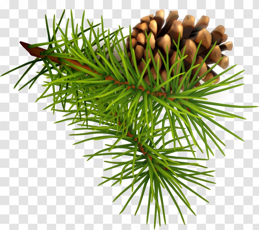 Pine Conifer Cone Christmas - Nut - Green Transparent PNG