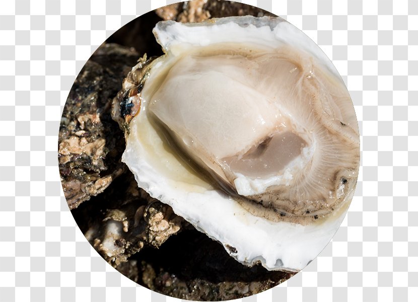 Oyster Clam Seafood Horticulture - Sustainability - Yellow Brick Road Transparent PNG