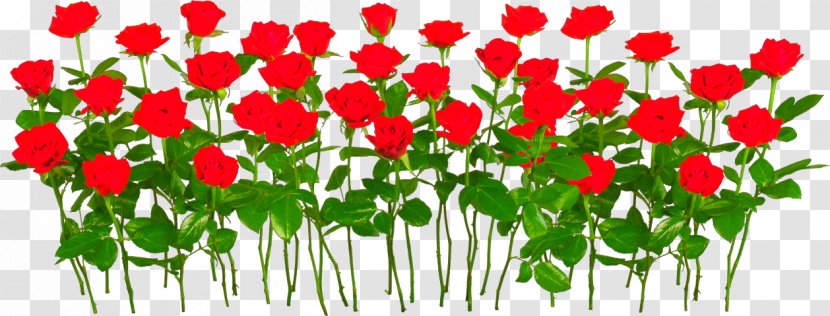 Garden Roses Clip Art - Flower - Rose Transparent PNG