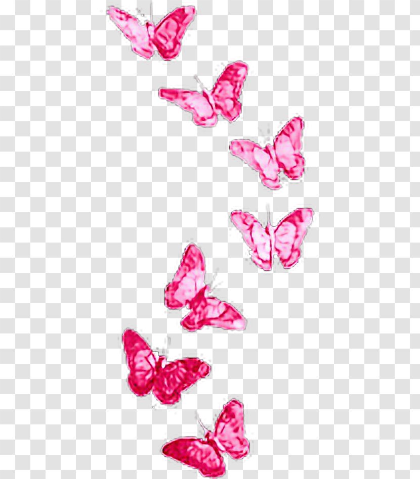 Butterfly Photography PhotoScape - Petal Transparent PNG