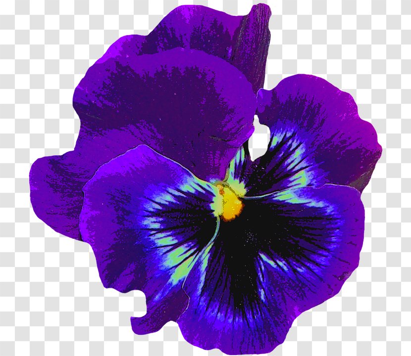 Pansy Sweet Violet - Violaceae - Flower Transparent PNG