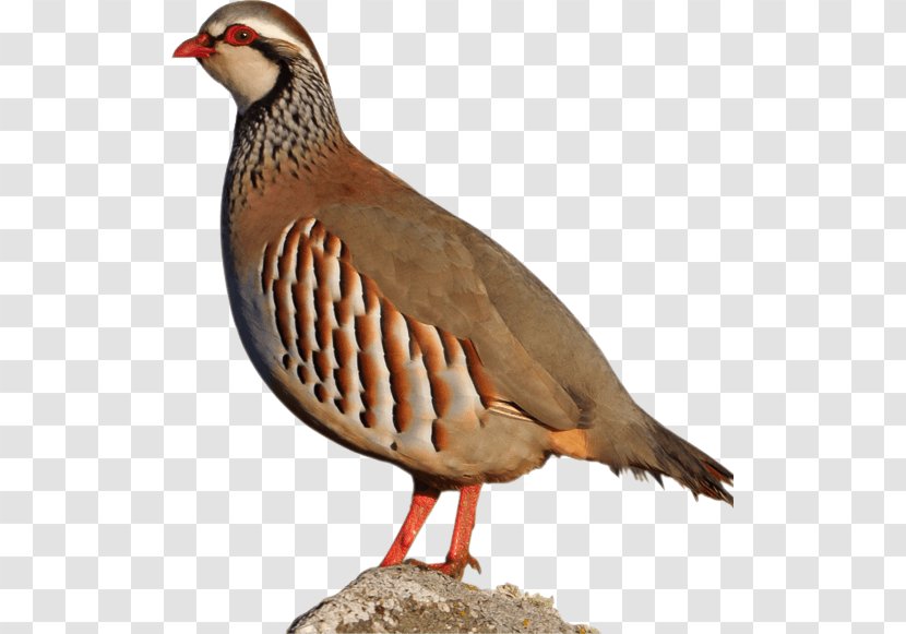 Chicken Red-legged Partridge Hunting Goose - Alectoris - Escopeta Tactica Transparent PNG