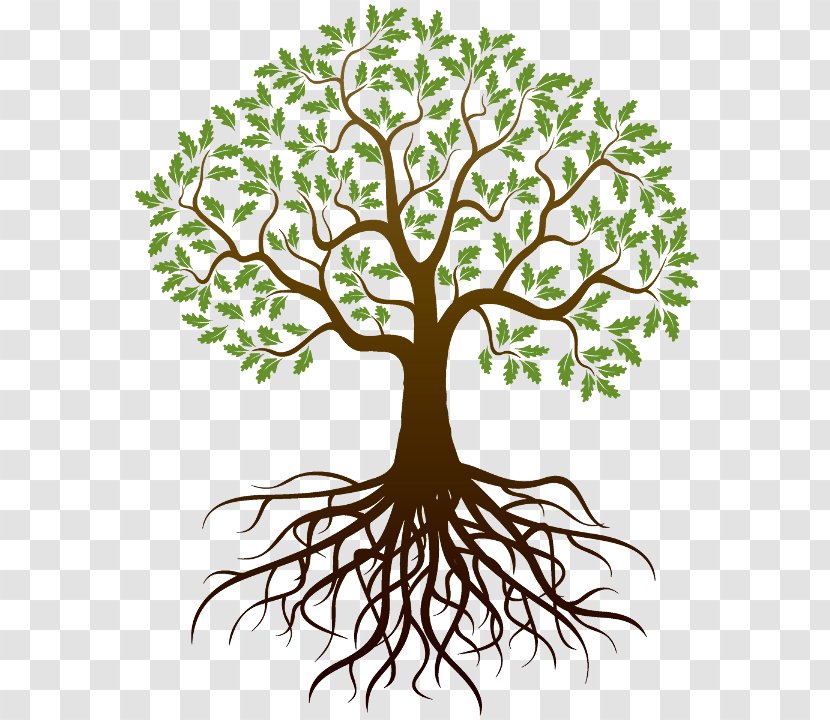 Oak Root Tree Stock Photography Transparent PNG