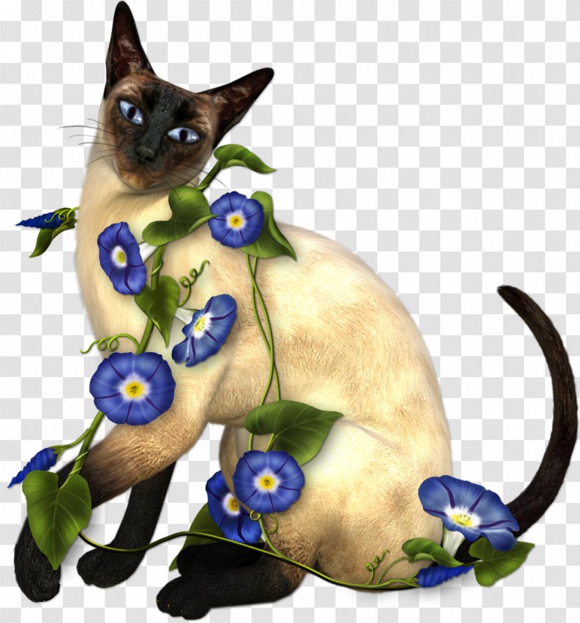 Siamese Cat Kitten Thai - Fauna - Cats Transparent PNG