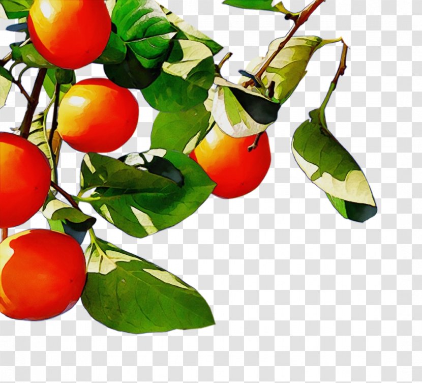 Plant Fruit Flower Food Tree - Cherry Tomatoes Branch Transparent PNG