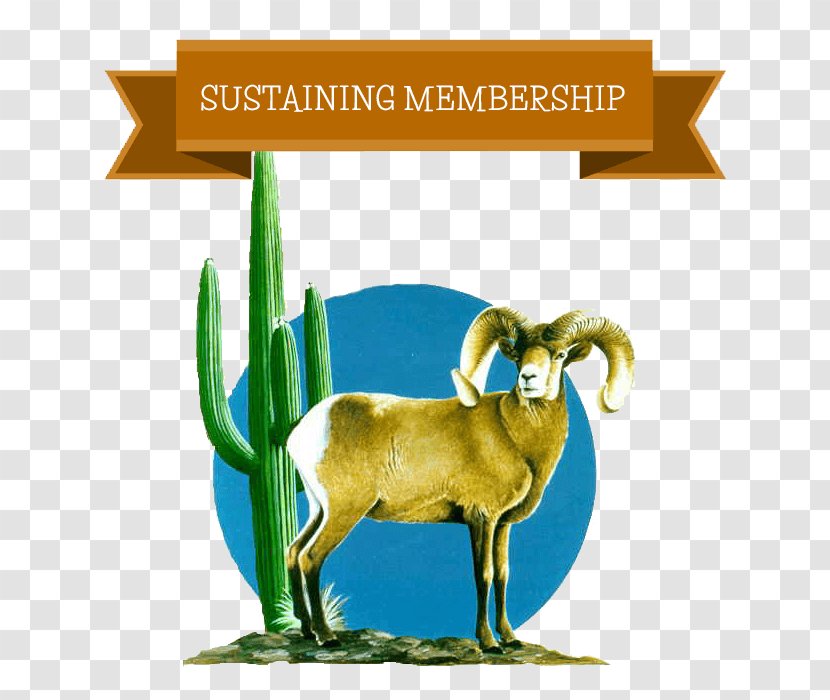 Goat Desert Bighorn Sheep Sonoran - Fauna Transparent PNG