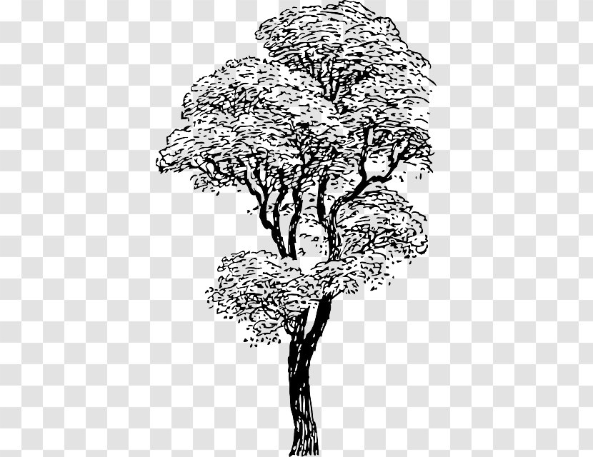 Tree Drawing Clip Art - Outline Of A Transparent PNG