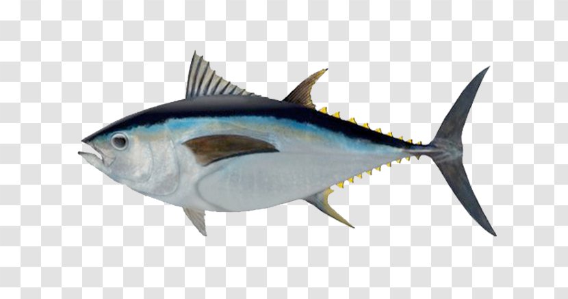 Bigeye Tuna Southern Bluefin Albacore Atlantic Yellowfin - Fishing Transparent PNG