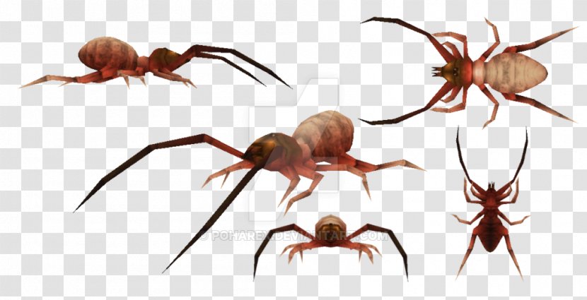 Sun Spiders Carnivores Ice Age 2 Insect - Arachnid - Spider Transparent PNG