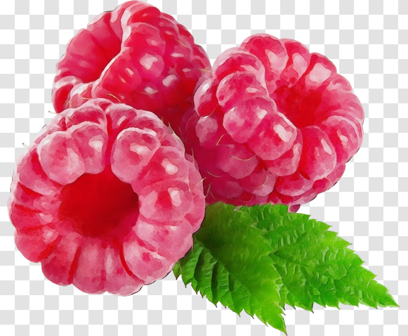 Raspberry Berry Plant Fruit Pink Transparent PNG
