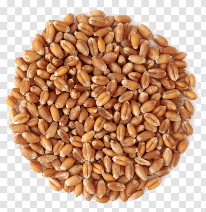 Wheat Middlings Grain Cereal Transparent PNG