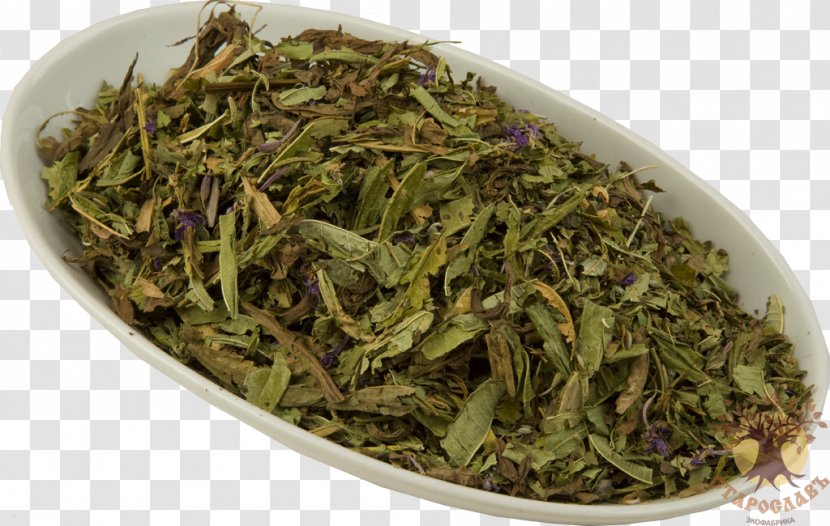 Nilgiri Tea Flowering Sencha Ugunspuķes Tēja - Darjeeling Transparent PNG