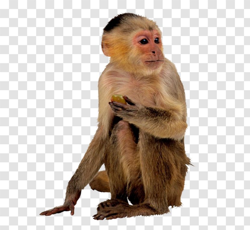 Apes And Monkeys Giant Panda - Macaque - Buckle Material Monkey Picture Transparent PNG