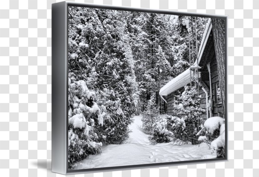 Tree Picture Frames Snow White Dagens Nyheter - Frame - Forset Cabin Transparent PNG