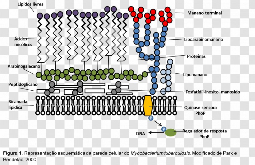 Mycobacterium Leprae Cell Wall Acid-fastness Peptidoglycan Bacteria - Mycoplasma Transparent PNG