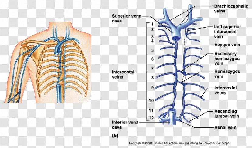 Hemiazygos Vein Brachiocephalic Superior Vena Cava - Tree - Flower Transparent PNG