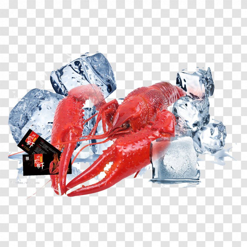 Fundal - Blue - Lobster Transparent PNG