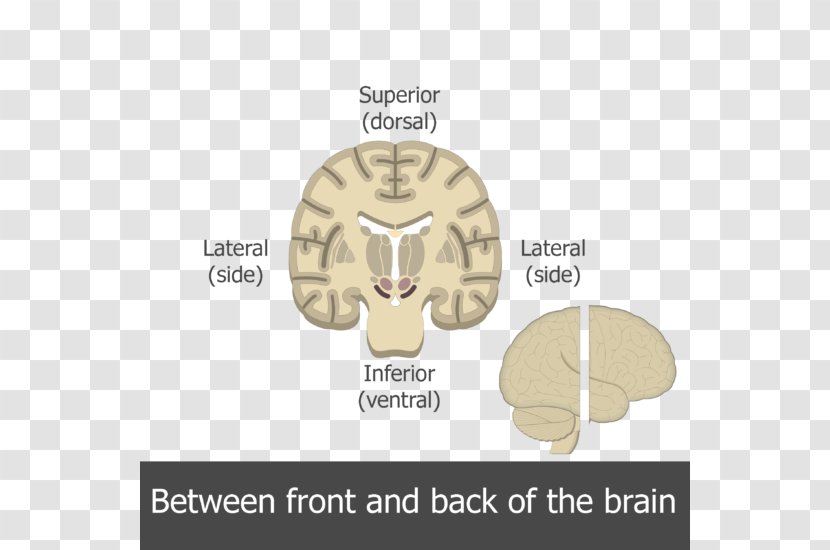 Human Brain Multipolar Neuron Motor - Watercolor Transparent PNG