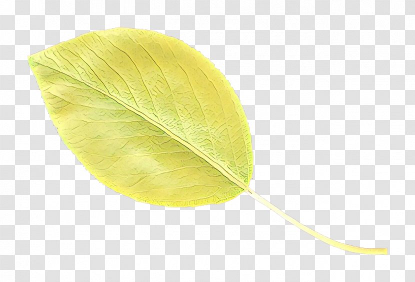 Leaf Yellow Green Plant Anthurium - Flower Transparent PNG